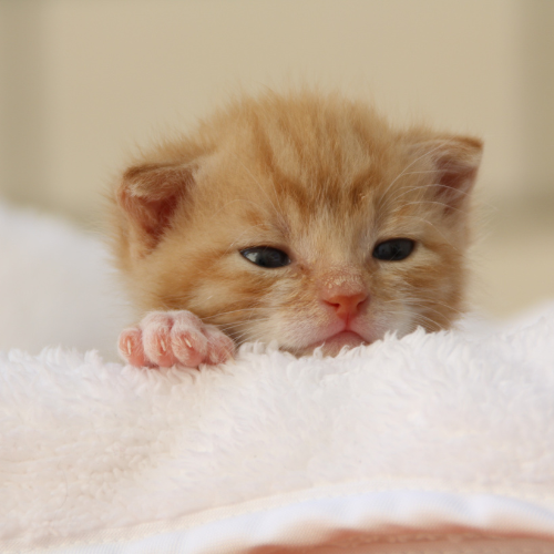 kitty on blanket<br />
