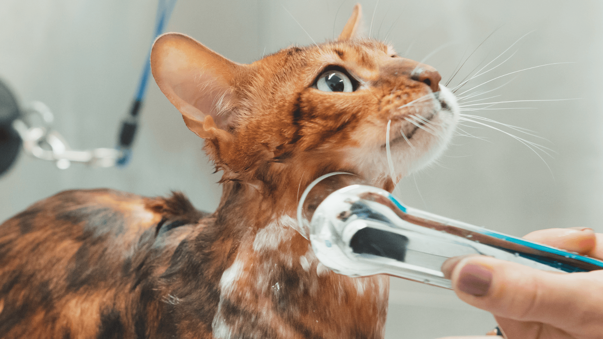 cat being cleaned