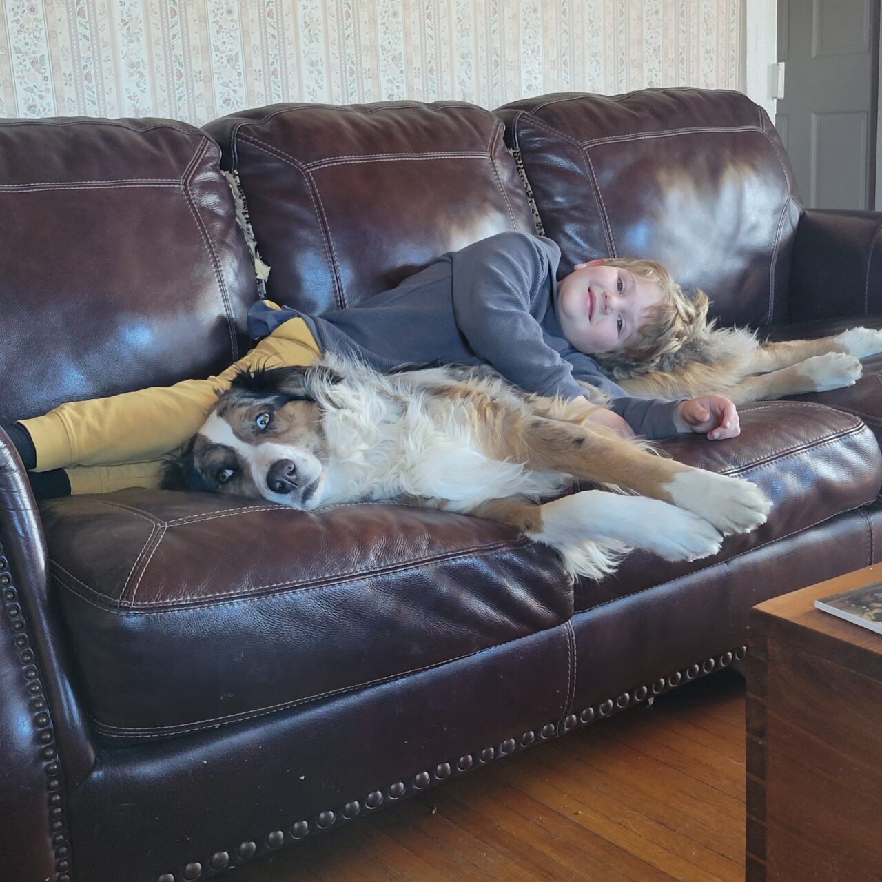 Seneca Trail Animal Hospital Gallery Vet In Lewisburg, WV