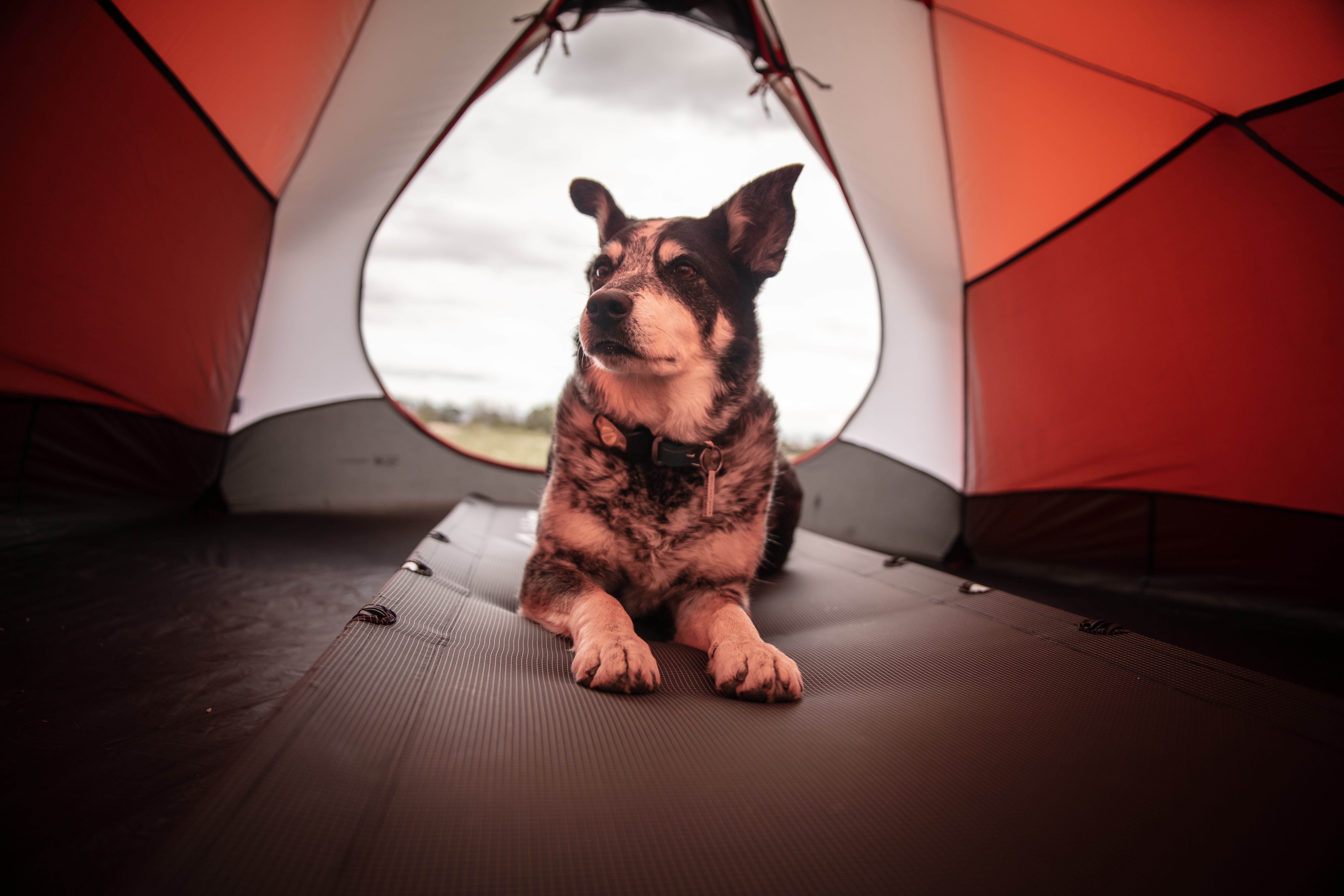 Cattle dog lying inside of a tent
