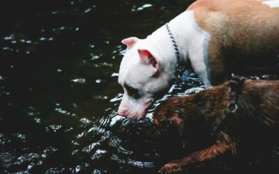 Summer Pet Care: Keeping Your Furry Friend Hydrated